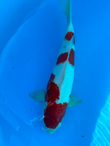 Kohaku 51cm