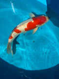 Kohaku 51cm