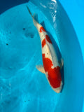 Kohaku 51cm