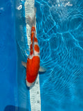 Kohaku 37cm