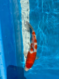 Kohaku 37cm